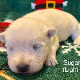 Sugarplum (Light Blue) - White female West Highland White Terrier puppy in Jefferson, North Carolina from McGuire’s High Country Terriers