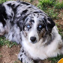 Clairee - Australian Shepherd