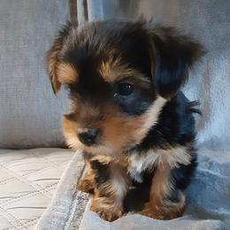 Kobi Bay - Black and tan male Yorkshire Terrier puppy in Gurley, Alabama from Rhondas yorkies