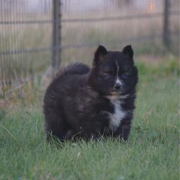 Mardi - Black and white male Pomsky puppy in Krum, Texas from Paw-Some Pomskies