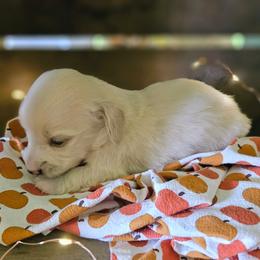 Bob Marley - Cream male Dachshund puppy in Mayport, Pennsylvania from Debbie's Dachshunds