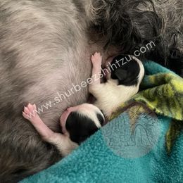 Shih Tzu Puppies from Shurbeez Shih Tzu