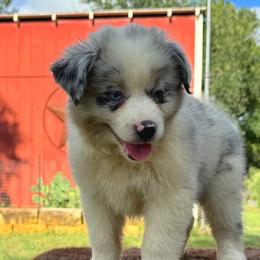 Quail - Blue merle male Miniature Australian Shepherd puppy in Williamson County, Texas from Raising Star Ranch Toy and Mini Aussies