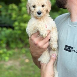 Light blue - Cream female Goldendoodle puppy in Ranger, Georgia from Muscadine Meadows Poodles and Doodles