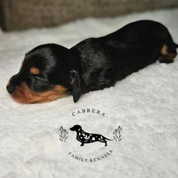 Deena - Black and tan female Dachshund puppy in Modesto, California from Cabrera Family Kennels