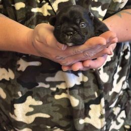 Baby Love - Brindle female French Bulldog puppy in Rayville, Missouri from Pelis French Bulldogs