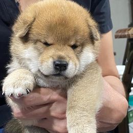 Boy 1 - Red male Shiba Inu puppy in San Antonio, Texas from Texa's Shiba Inus
