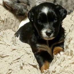 Miniature Australian Shepherd and Toy Australian Shepherd Puppies from Son Shine Farm