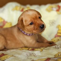 Goldie (Gold Nugget) - Yellow female Labrador Retriever puppy in Twin Falls, Idaho from Whispering White Pines Labradors