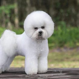 Bichon Frises from Charleston's Bichons