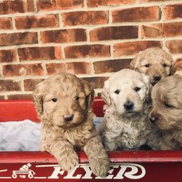 Goldendoodle and Poodle Puppies from Reddy Poodles & Doodles