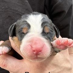 Brown boy - Black, white and red male Greater Swiss Mountain Dog puppy in Woodland, Washington from Woodland Swissie’s