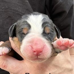 Brown boy - Black, white and red male Greater Swiss Mountain Dog puppy in Woodland, Washington from Woodland Swissie’s
