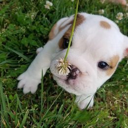 Bulldog and French Bulldog Puppies from Crystals Bulldog Bungalow