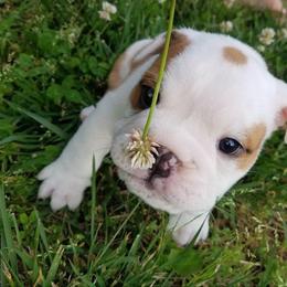 Bulldog and French Bulldog Puppies from Crystals Bulldog Bungalow