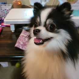 Pomeranian Puppies from Paradise Point Pomeranians