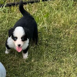 Aspen - Black tri male Miniature Australian Shepherd puppy in Rensselaer, Indiana from Geri's Dogs