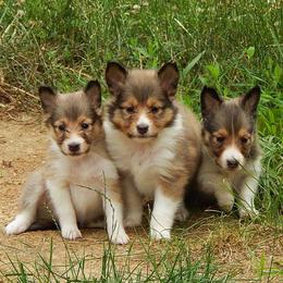 Rottweiler and Shetland Sheepdog Puppies from Mountain High Kennels