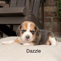 Dazzle - Black tan and white female Beagle puppy in Mansfield, Missouri from Rippee Creek Kennel