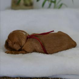 Kathy - Ruby female Cavalier King Charles Spaniel puppy in New Holland, Pennsylvania from Mountain Breeze Puppies