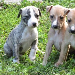 Whippet Puppies from Karen Lee