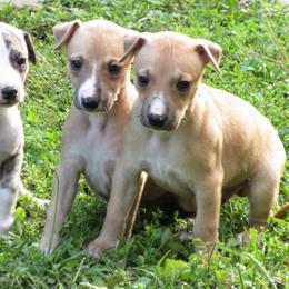 Whippet Puppies from Karen Lee