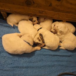 Great Pyrenees Puppies from Duck Creek Poultry Place & Wilson's Waterfowl