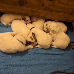 Great Pyrenees Puppies from Duck Creek Poultry Place & Wilson's Waterfowl