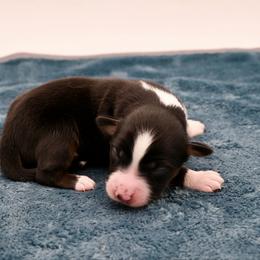 Cresseida - Black tri female Miniature American Shepherd puppy in Damascus, Oregon from Rebel Soul Minis