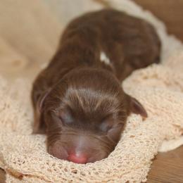 WITCHY - Red tri-color female Australian Shepherd puppy in Star City, Arkansas from Blush & Lace Aussie Co.