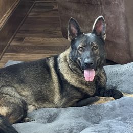 Pepper - German Shepherd