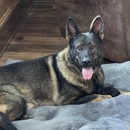 Pepper - German Shepherd