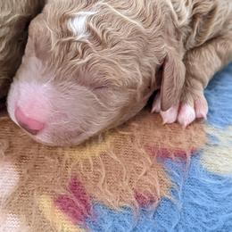 Aussiedoodle, Cavapoo, and Poodle Puppies from Robin's Nest Farm