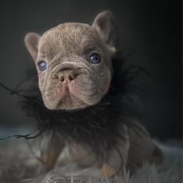 Stormie - Liver female French Bulldog puppy in Porter, Texas from Whatabulldog