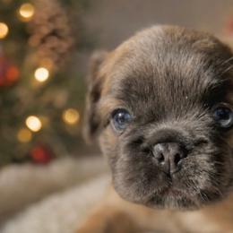French Bulldogs from Adriel Davis