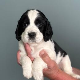 Lightning - Black and white male English Springer Spaniel puppy in Tupalo, Mississippi from Butterfield Trail Farm