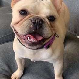 French Bulldogs from Enfant Parfait French Bulldogs