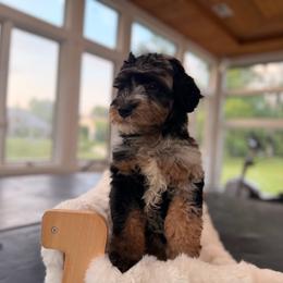 Pooh - Blue merle male Sheepadoodle puppy in North Royalton, Ohio from Johnson's Doodles