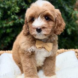 Green - Red male Australian Labradoodle puppy in Auburn, Washington from West Valley Labradoodles