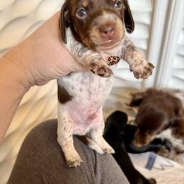 Clover - Piebald male Dachshund puppy in Alexander, North Dakota from Wild Rose Ridge Doxies
