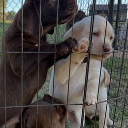 Labrador Retriever Puppies from Shannon Sandifer