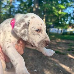 Primrose(LUA) - White and liver brown female Dalmatian puppy in Wilson, North Carolina from New Horizonz Dalmatians