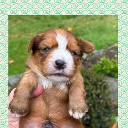 Chestnut - Tan and white male Yorkshire Terrier puppy in Bonney Lake, Washington from Enchanted Yorkies