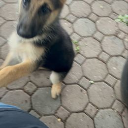 Princess - Black and tan female German Shepherd puppy in Yuba City, California from Barton’s German Shepherds