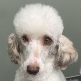 Millie - Poodle