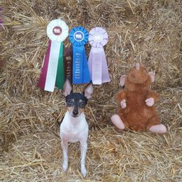 Toy Fox Terrier All Grown Up from Celticfox Toy Fox Terriers