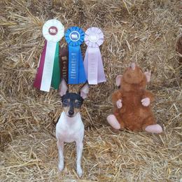 Toy Fox Terrier All Grown Up from Celticfox Toy Fox Terriers