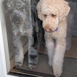 Goldendoodle puppies from Sinclairdoodles