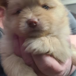 Pomeranian Puppies from Merri's Pom's