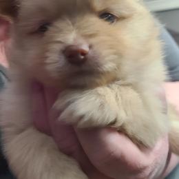 Pomeranian Puppies from Merri's Pom's